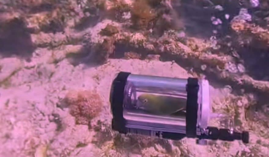 Loro explora las profundidades marinas con su propio submarino