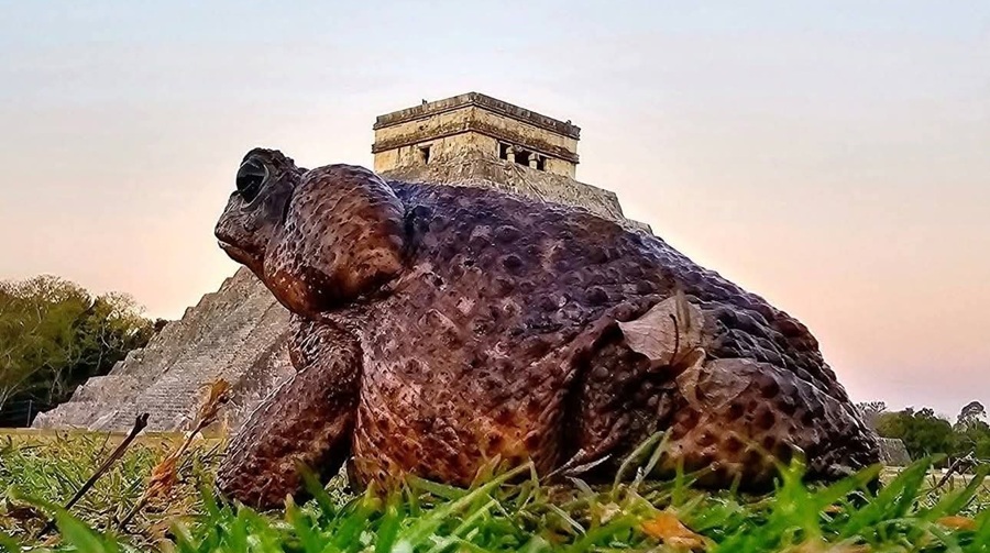 ¿Más lluvias? Aparece en Chichén Itzá el Wo’Muuch, el sapo gigante yucateco