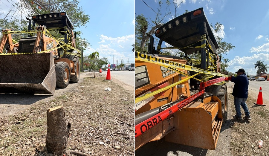 Ciudadanos detienen tala ilegal de árboles en Cholul en colaboración con el Ayuntamiento de Mérida
