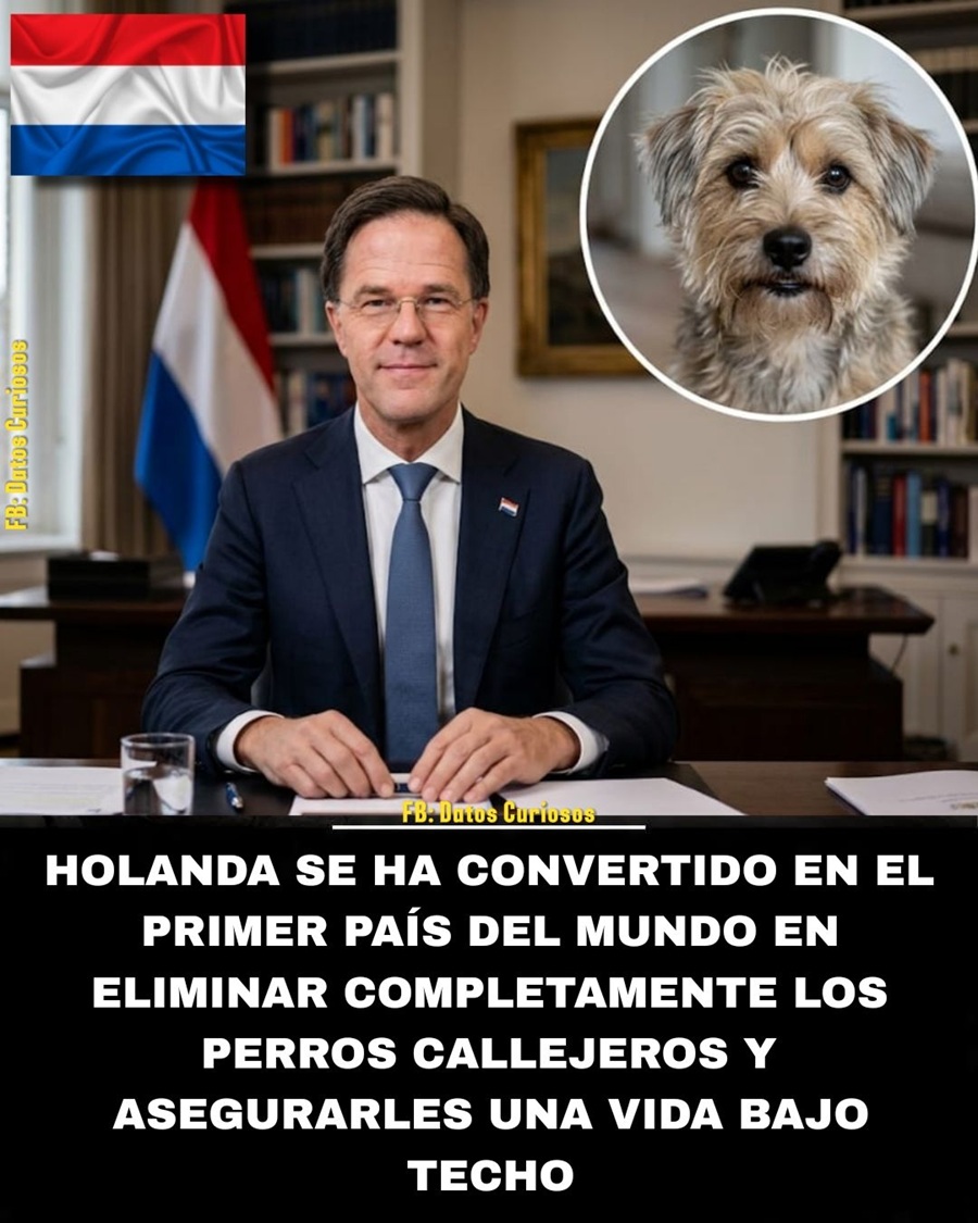 Holanda, primer país del mundo en eliminar los perros callejeros