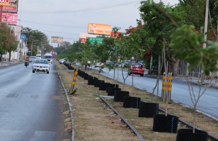 Cecilia Patrón continúa arborización del Circuito Colonias