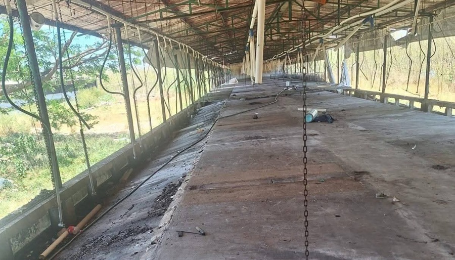 Sacan todos los cerdos de la Granja Porcícola Santa María Chi: cierra definitivamente