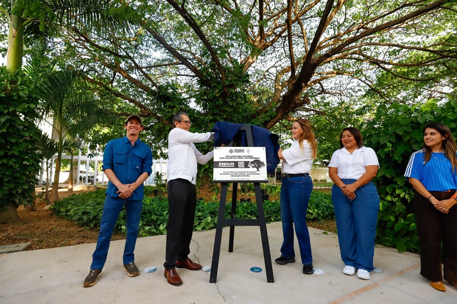 Avanza Cecilia Patrón en la protección de los árboles al declararlos patrimonio de Mérida