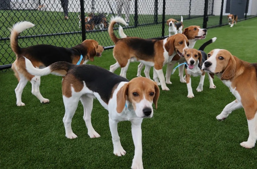 Rescatan miles de perros usados para experimentos en los que sufren y hasta mueren