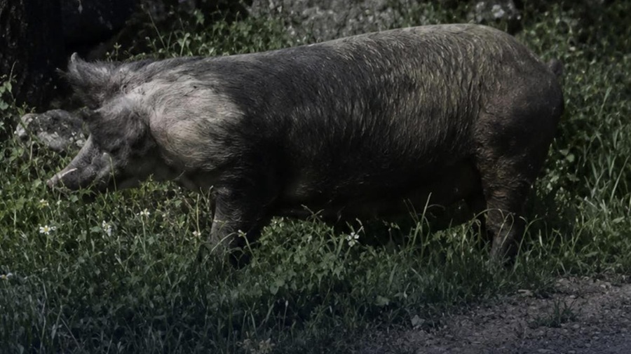 Que vieron al huay cochino en un pueblo de Yucatán