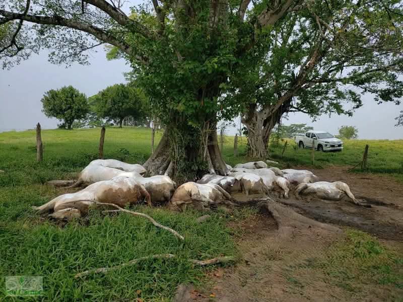 Mueren 14 reses por caída de rayo en Pichucalco, Chiapas