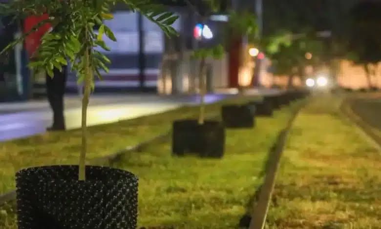 Reubicarán árboles colocados por el Ayuntamiento de Mérida en Circuito Colonias