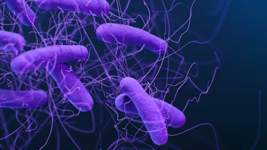 OMS advierte que la contaminación alimentaria causa 1.5 millones de muertes cada año