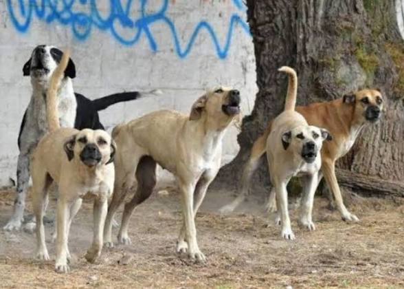 Perros callejeros atacan y matan venados y borregos en El Centenario