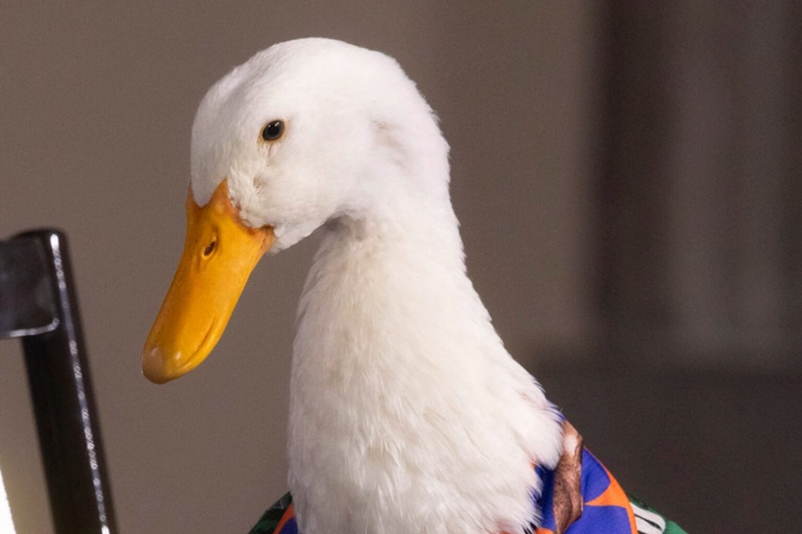 Intentan registrar en Mérida la marca del pato Merlín ante el IMPI antes que sus dueños