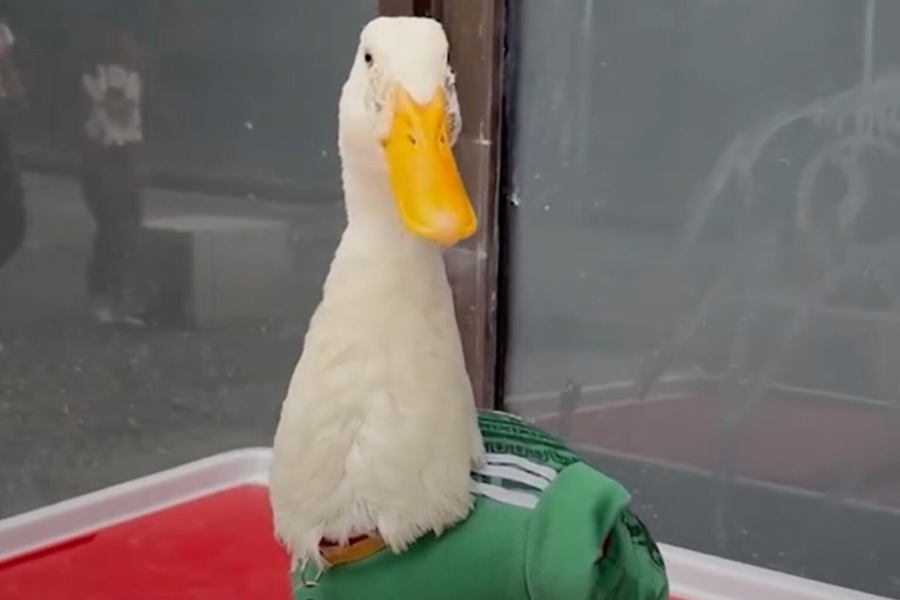 Con tenis y camiseta del Tricolor, el pato Merlín conquista las redes en los festejos del Mundial