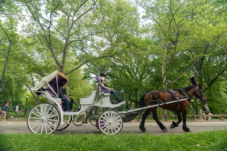 Suspenden paseos en carruajes tirados por caballos en Central Park tras la muerte de un turista