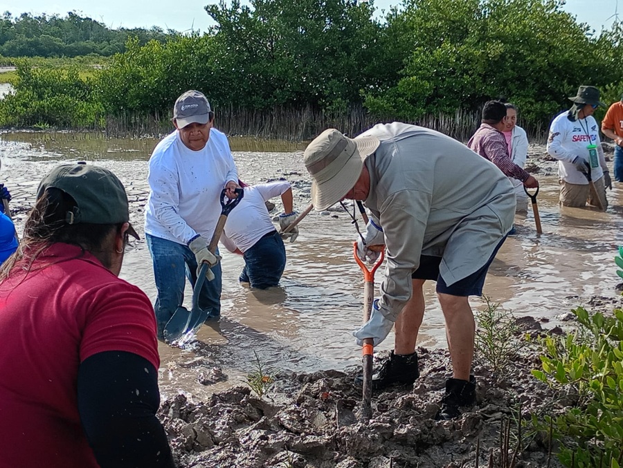 Conagua suma esfuerzos por la restauración del manglar en Progreso