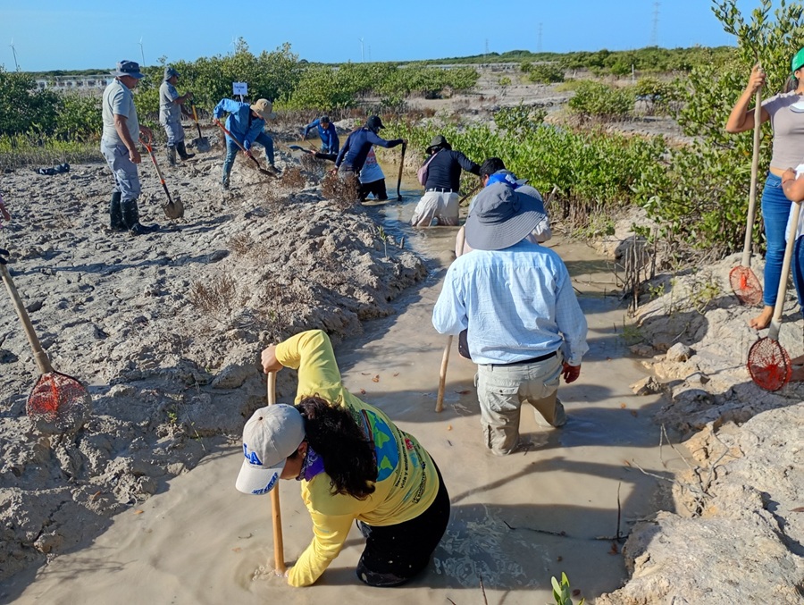 Conagua suma esfuerzos con la sociedad y la academia para restaurar el manglar en Progreso