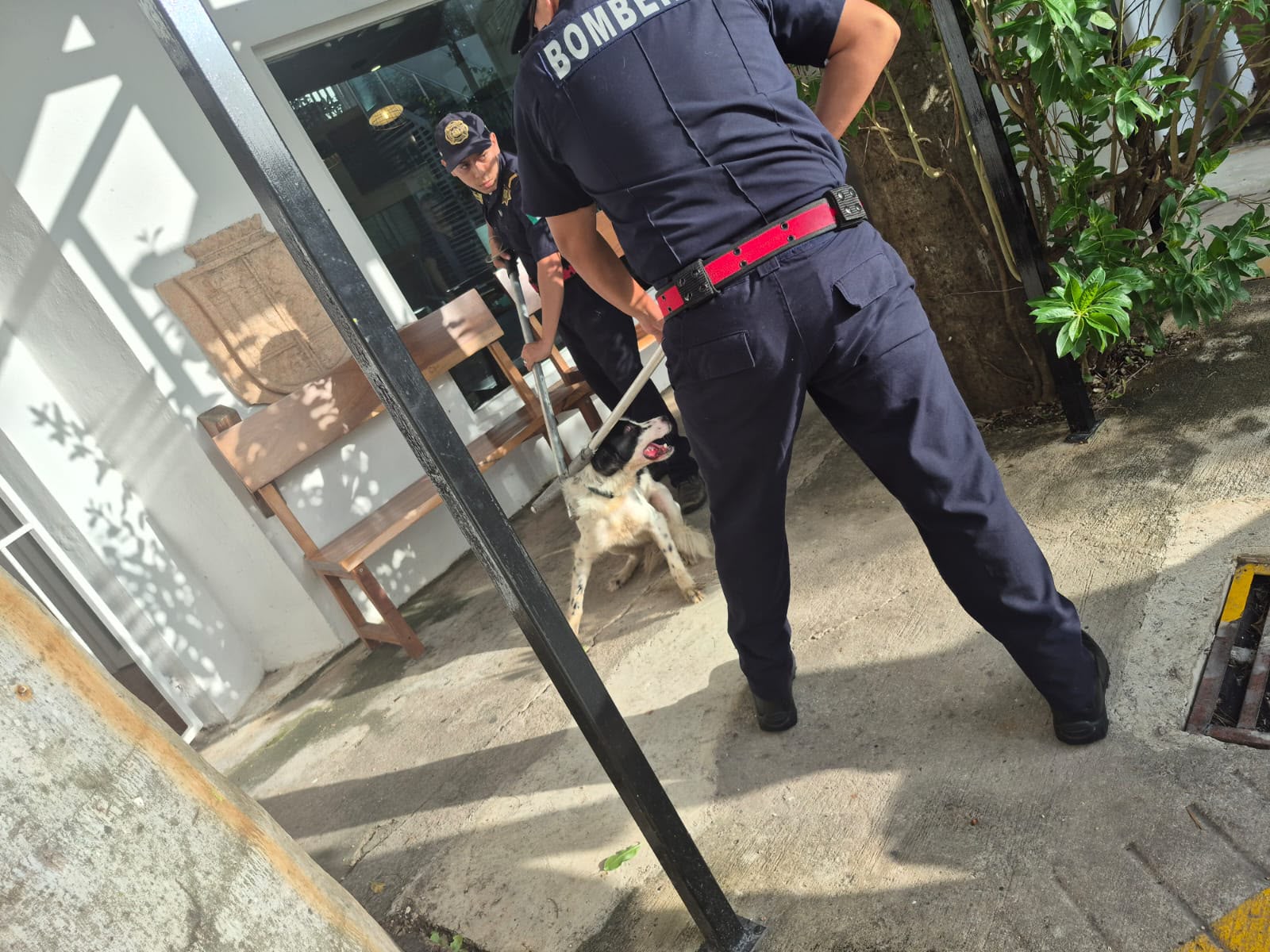 Alarma en Mérida por perro que mordió a varias personas…el can en observación para descartar la rabia