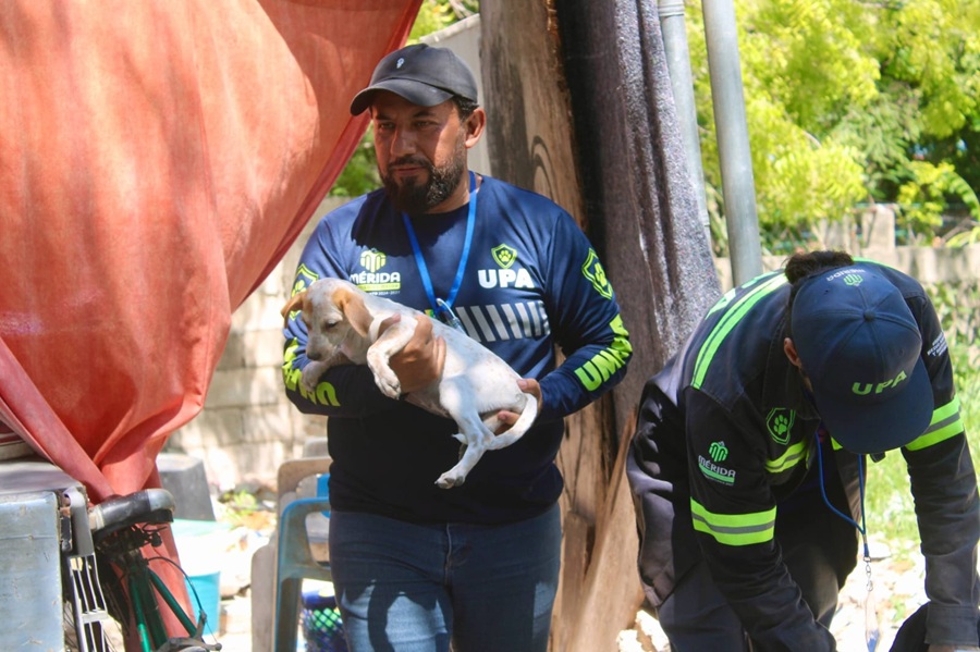 El Ayuntamiento de Mérida supera la atención de más de 1,300 reportes de maltrato animal en 2026