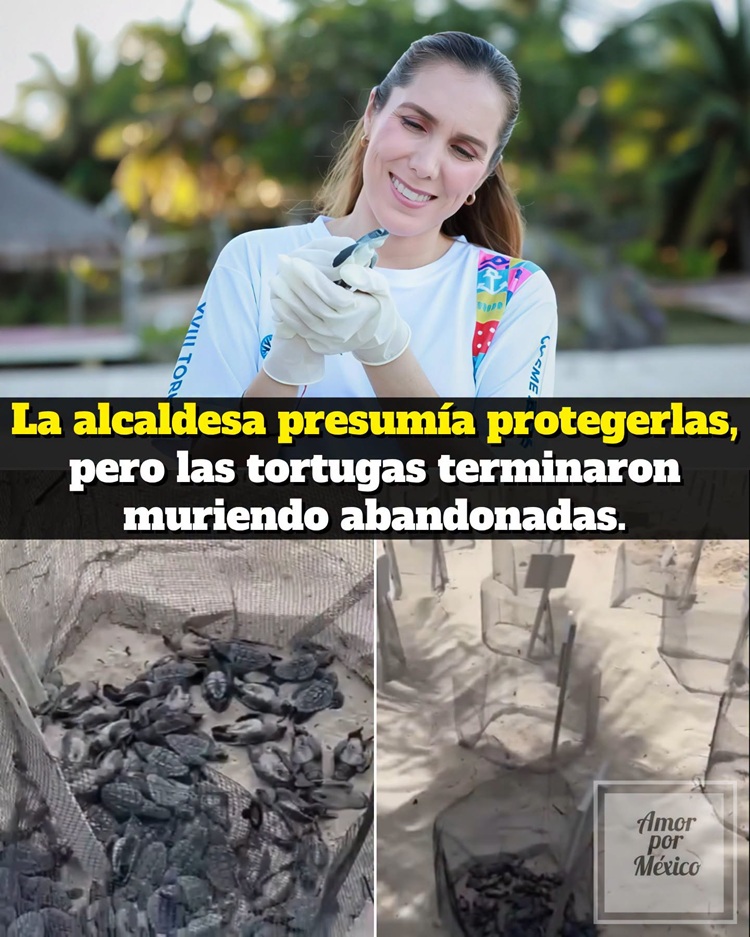 Por ahorrar en biólogos, presidenta municipal de Isla Mujeres provoca el ecocidio de tortuguitas