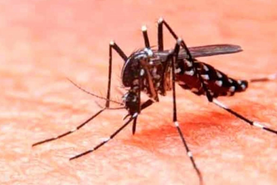 Expertos piden a México incorporar vacuna contra el dengue ante el riesgo de nuevas epidemias