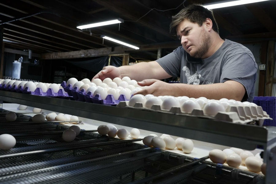 Retiran 1.5 millones de docenas de huevos por posible salmonela