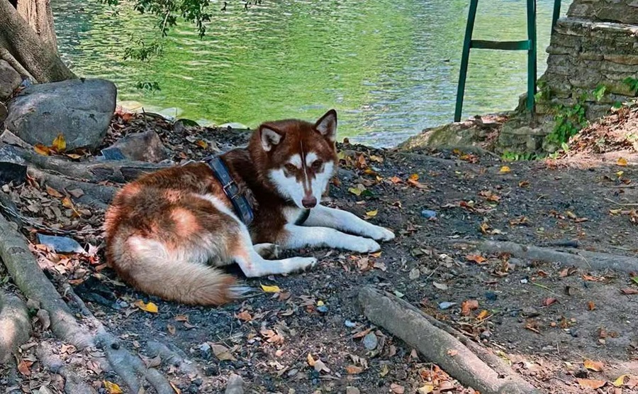 Jueza ordena pensión para Lucas, un husky siberiano en Tabasco