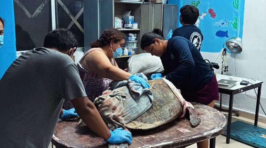 Salvan a una tortuga de un ataque de perros en Sisal