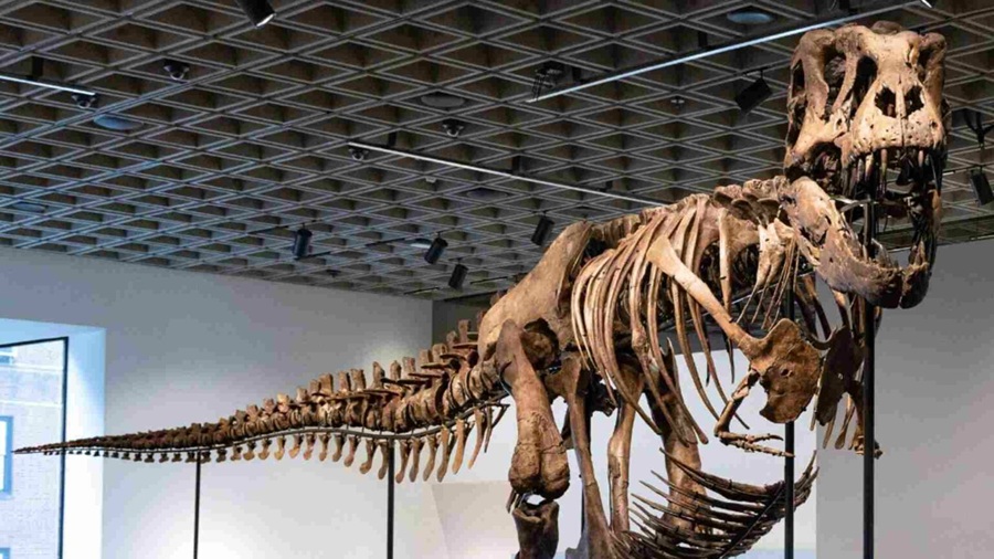 Un esqueleto de T. Rex se vende por un récord de 50.1 millones en una subasta en Nueva York