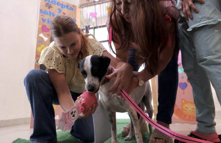 Con Cecilia Patron como madrina, Cookis encuentra un hogar con «Haz Match y Adopta»