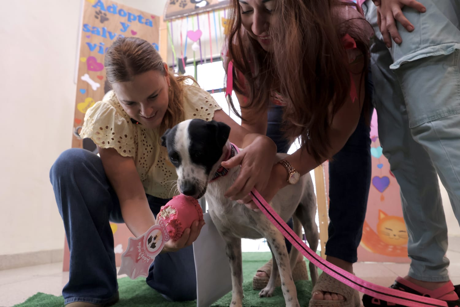Con Cecilia Patron como madrina, Cookis encuentra un hogar con «Haz Match y Adopta»