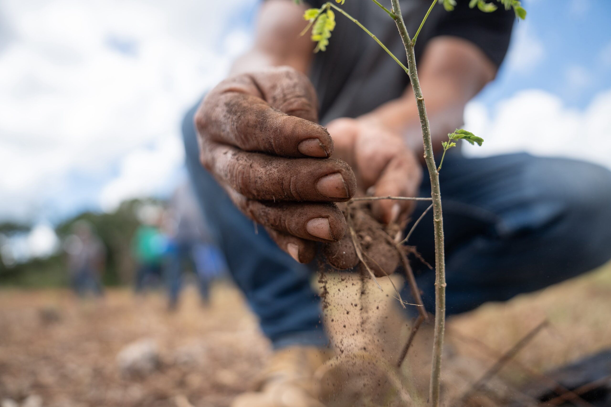 Reforesta Renacimiento Maya 292 hectáreas con más de 64 mil plantas