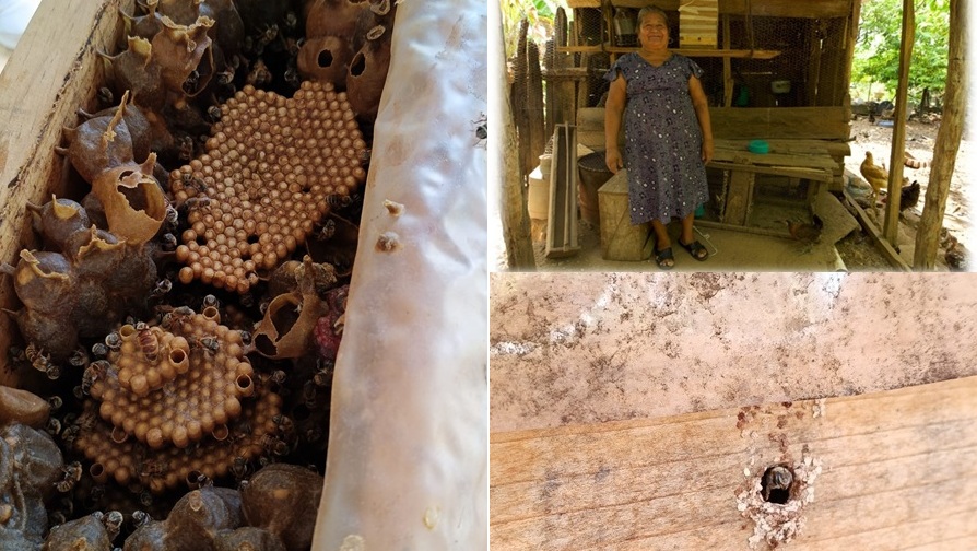 Guardianas de las abejas meliponas: mujeres mayas protegen las Xunáan Kaab de Yucatán