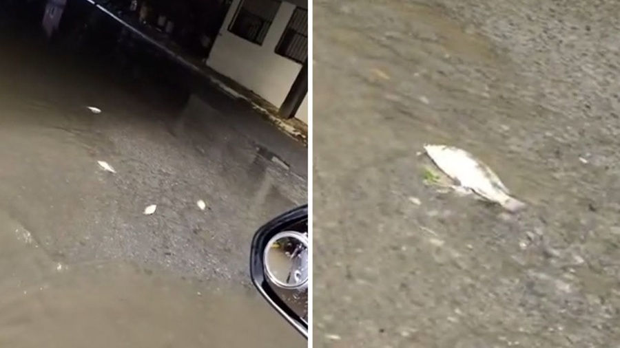 Llueven peces en un poblado del norte de México
