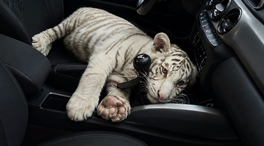 Capturan a un sujeto con un cachorro de tigre en la Central de Abastos