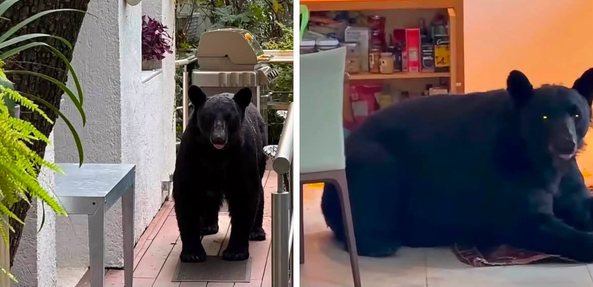 Un oso entra a una casa e intentan ahuyentarlo a escobazos