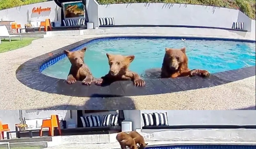 Una pareja de California comparte su piscina con familia de osos