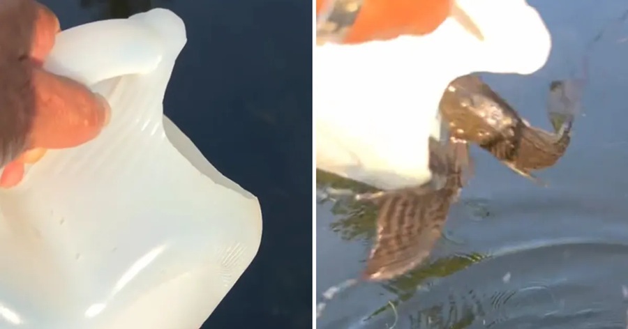 Hombre libera peces diablo en un río y usuarios lo tunden en redes sociales