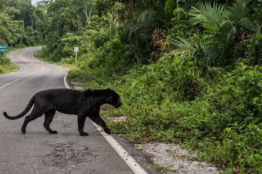 Avistan un misterioso felino de pelaje oscuro en una carretera